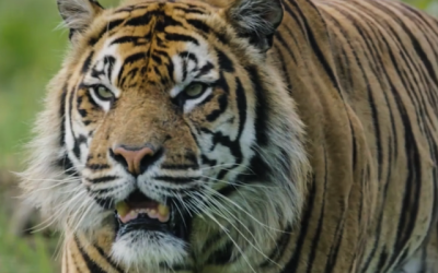 One Tribe TV launches YouTube showcase for emerging wildlife filmmakers