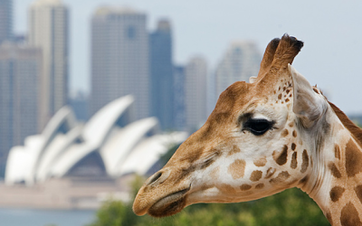 Cineflix Rights launches Inside Taronga Zoo YouTube channel with McAvoy Media