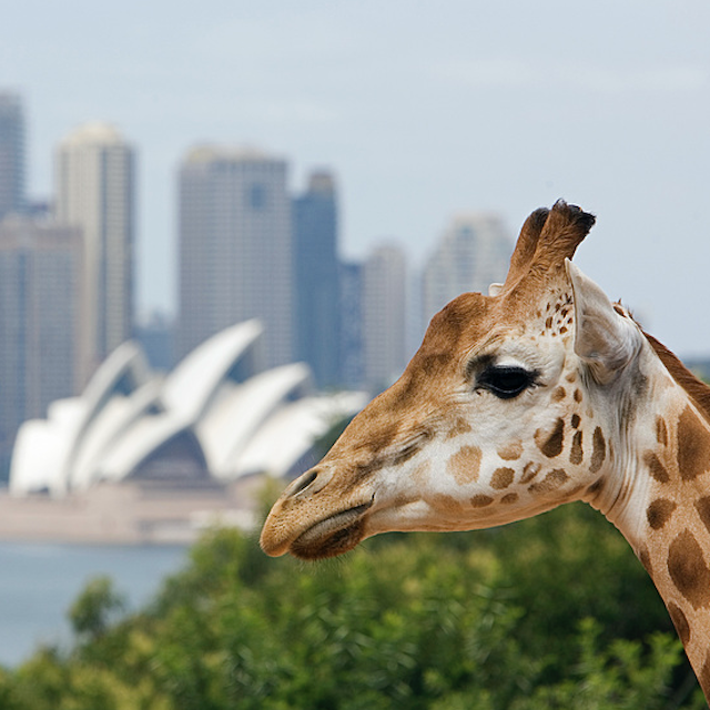 Cineflix Rights launches Inside Taronga Zoo YouTube channel with McAvoy Media